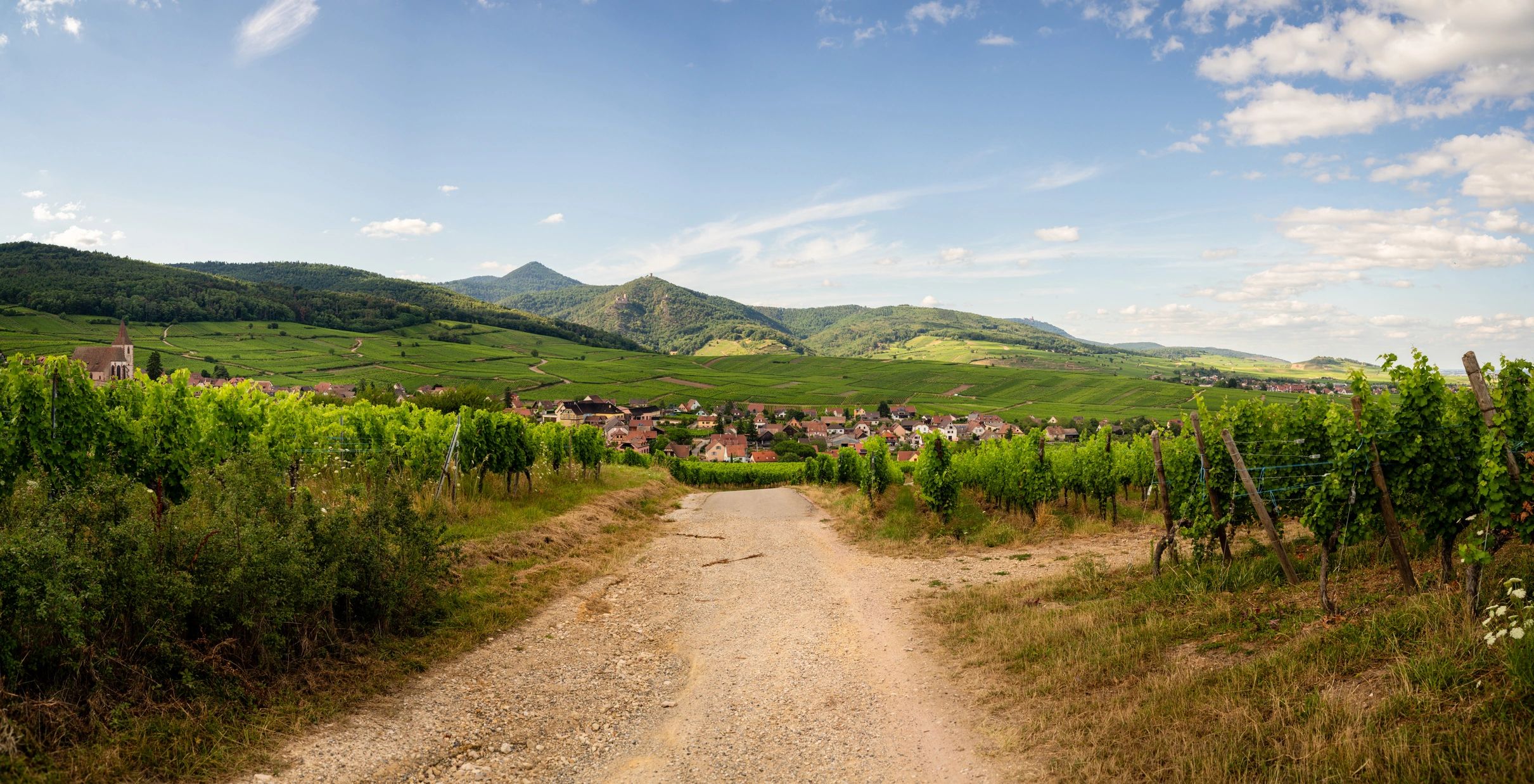 Alsace vineyard countryside
